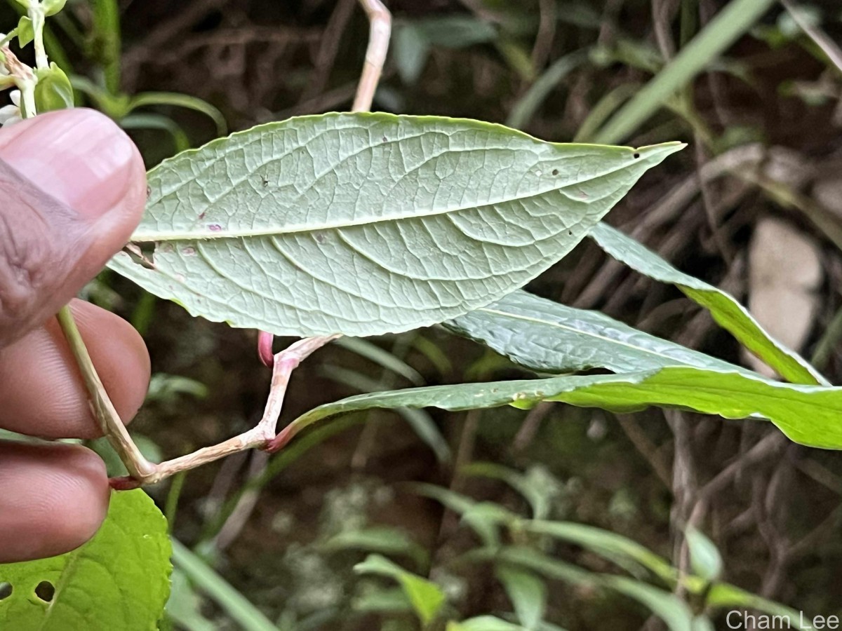 Persicaria chinensis (L.) H.Gross